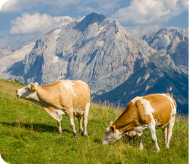 Tirol Alm Kuh